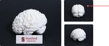 3d brain