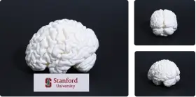 3d brain